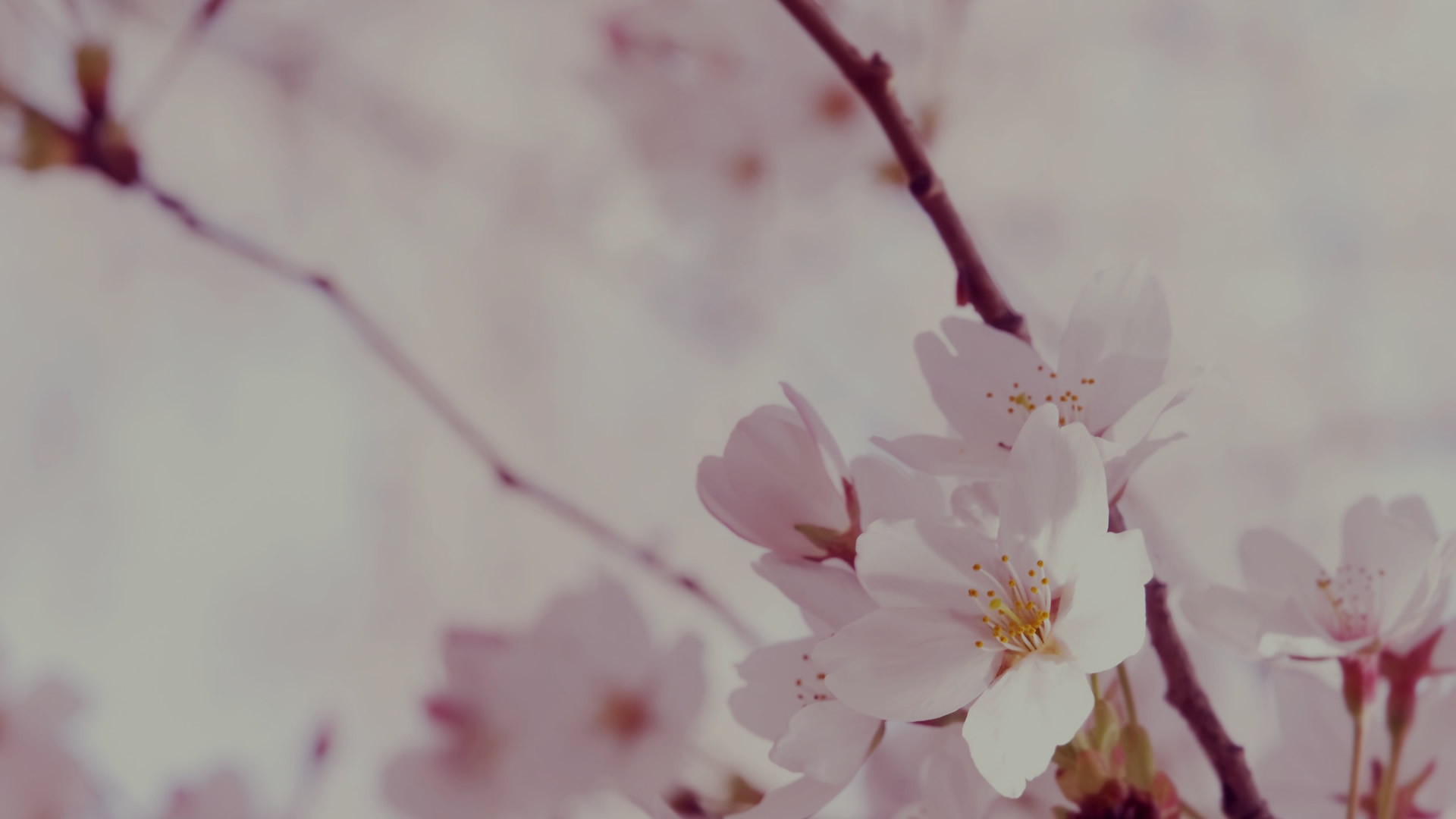 slide-background