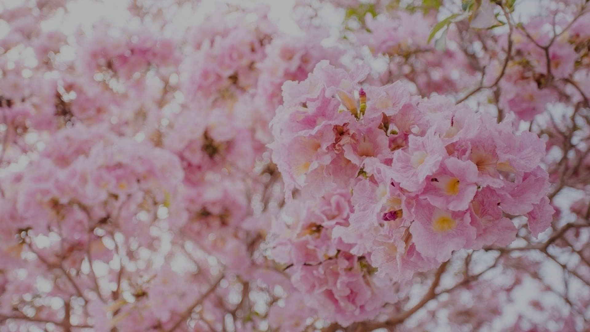 slide-background